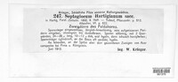 Stigmina hartigiana image
